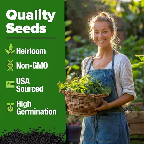 HOME GROWN Lemon Balm Seeds, 403 Seeds, Melissa officinalis - Image 3