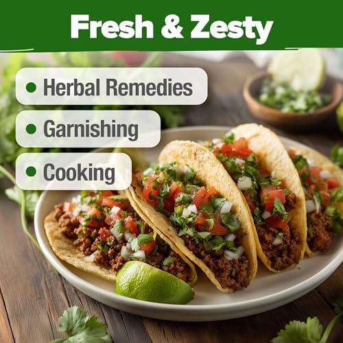 HOME GROWN Santo Cilantro Coriander Seeds, 500+ Seeds - Image 7