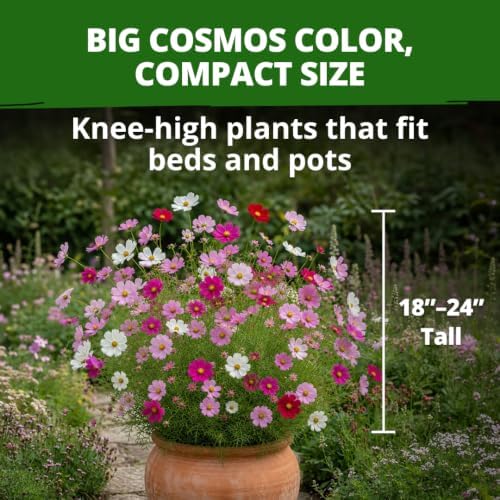HOME GROWN Sensation Dwarf Mix 600 Cosmos Flower Seeds Cosmos bipinnatus - Image 5