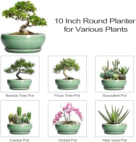SQOWL Bonsai Pots - 10 Inch Ceramic Succulent Pots with Drainage Hole and Saucer, Shallow Planter for Indoor Plants Flowers, Round Planter Bowl, Living Room Decor, Plant Lover Gifts, Green - Image 7