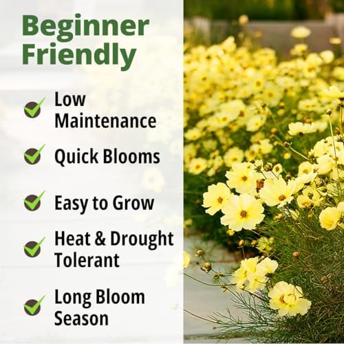 HOME GROWN Cosmos Seeds, Dwarf Lemon, 300 Seeds, Cosmos sulphureus - Image 7