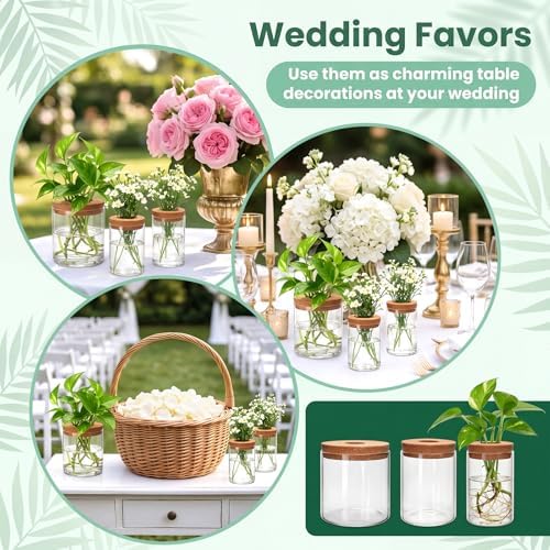 6Pcs 3 Size Glass Plant Propagation Stations, Desktop Flower Vases - Image 5