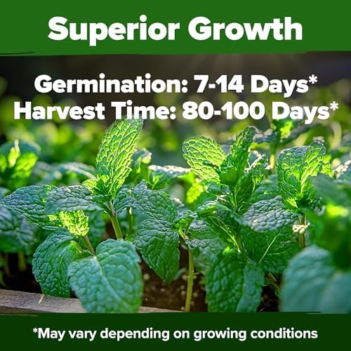 HOME GROWN Peppermint Seeds, 2,370 Seeds, Mentha x piperita - Image 5