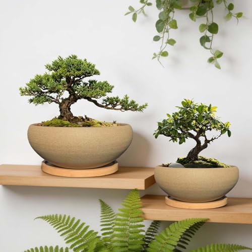 MUZHI 2 Pack 8+6 Inch Plant Pot - Natural Unglazed Ceramic Bonsai Pot with Bamboo Saucer, Large Vintage Clay Shallow Planter Pot with Drainage Hole - Image 4