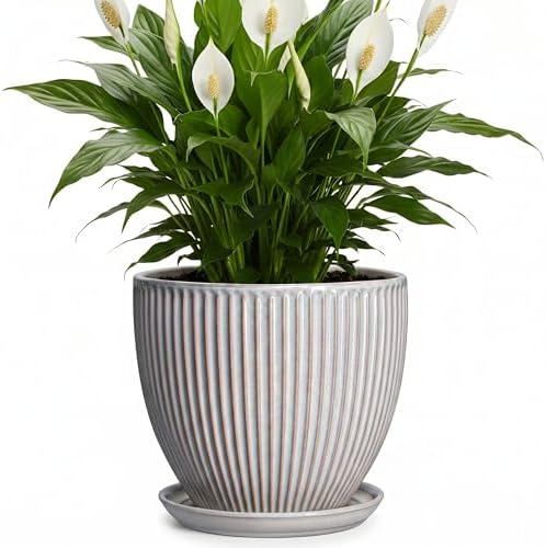 Ceramic Planters for Plants, 8 Inch Flower Pot with Drainage Hole and Saucer, Round Plant Pots for Indoor Plants, Modern Decorative Planter, Home Garden Decor, Gifts for Plant Lovers, Grey by Unknown