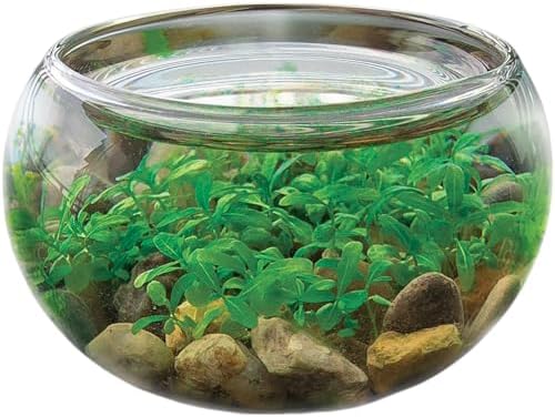 Mini WaterPlants - Create Your Own Soothing Aquasacape Starter Kit, Indoor Plant Glass Globe Terrariums with Complete Supplies, Just Add Water, 1-Pack by UniqueGardener