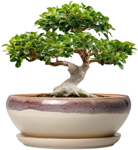 SQOWL Bonsai Pots 12 Inch, Ceramic Succulent Planters with Saucer, Beige by SQOWL