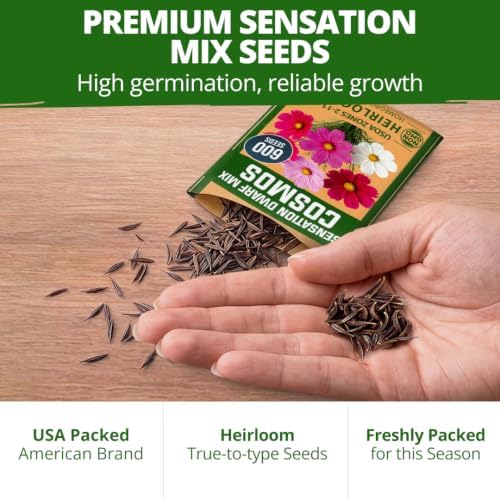 HOME GROWN Sensation Dwarf Mix 600 Cosmos Flower Seeds Cosmos bipinnatus - Image 7