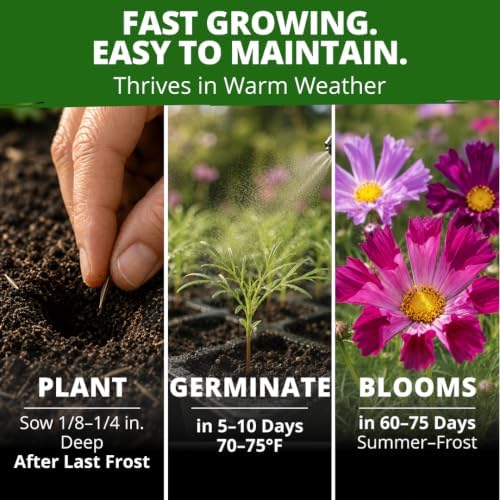 HOME GROWN Sea Shells Cosmos Seeds, 600 Seeds, Cosmos bipinnatus - Image 5