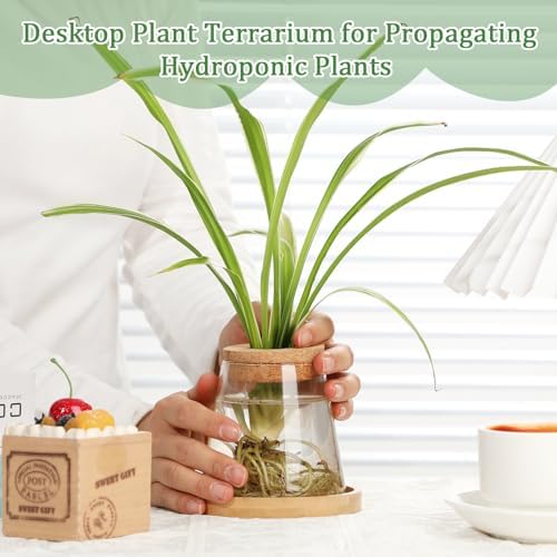 6 Pcs Glass Plant Propagation Station with Wood Lid & Stand, Cute Style - Image 3