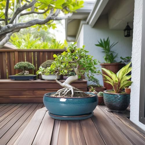 SQOWL Bonsai Tree Pots - 12 Inch Ceramic Succulent Pots, Large Shallow Planter with Drainage Hole and Saucer, Bowl Round Planters for Indoor Outdoor Plants, House Decor, House Warming Gifts, Blue - Image 3