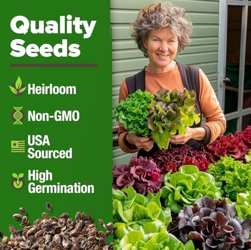 HOME GROWN 8 Lettuce Variety Mix 9000+ Vegetable Seeds Lactuca Sativa - Image 3