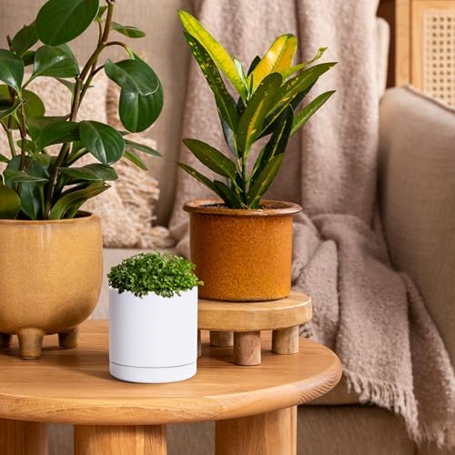 D'vine Dev 3.5 Inch Ceramic Planter Pot, White, 94-O-A-1 - Image 4