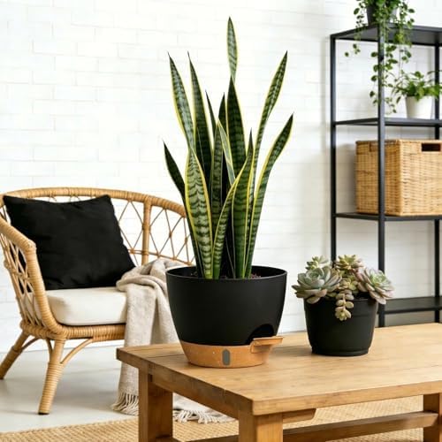 Self Watering Pots with Drainage Holes, 3 Pack 12/10/8 Inch Plant Pots with Water Level Indicator Deep Reservoir, Large Plastic Planter for Indoor Outdoor Plants - Black Brown - Image 6