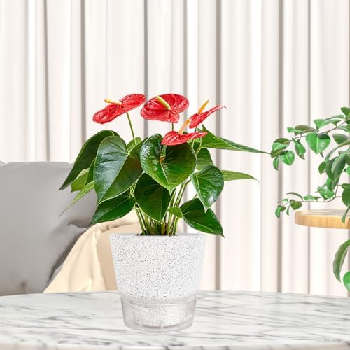2024 Upgraded 5 Pack 6-Inch Self-Watering Planter Pots with Deep Reservoir for Indoor and Outdoor Plants with Planting Tools (Frosted White) - Image 6