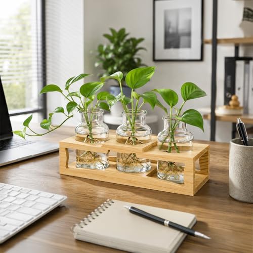 Eorbow Plant Propagation Station, Desktop Plant Terrarium with Wood Stand, Retro Propagation Vases Glass Planters for Indoor, Hydroponic Plant Propagating Jars for Home Office Decor, Plant Lover Gifts - Image 7