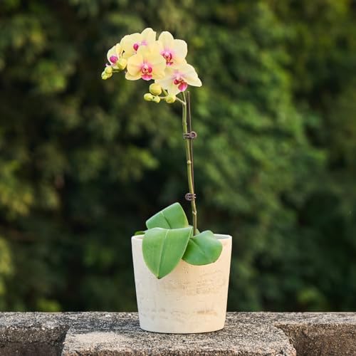 Ekirlin 7 Inch Natural Travertine Textures Plant Pot, Resin Outdoor Planter with Drainage Hole, Removable Rubber Stopper and Non-Slip Soft Pad,Weatherproof Decorative Pot for Indoor/Garden Plants - Image 7