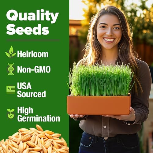 HOME GROWN Hard Red Winter Wheatgrass 12,000 Seeds 1.5 lb Triticum aestivum - Image 2