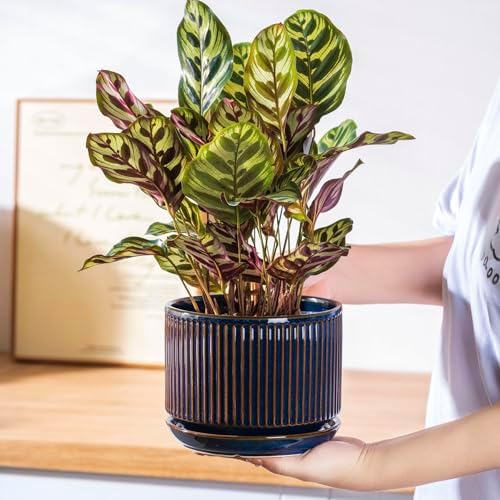SURE YUESI Ceramic Plant Pots Set of 3, Indoor Outdoor Planters with Drainage Hole and Saucer, Ceramic Flower Pots for Indoor Plants, 4.3+5.5+6.8 Inch, Home, Garden, Patio and Office, Glossy Blue - Image 6