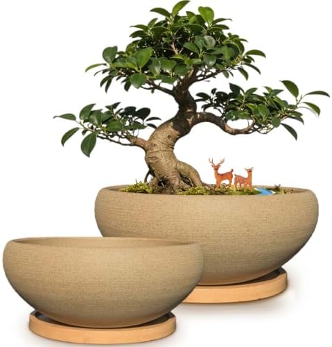 MUZHI 2 Pack 8+6 Inch Plant Pot - Natural Unglazed Ceramic Bonsai Pot with Bamboo Saucer, Large Vintage Clay Shallow Planter Pot with Drainage Hole by MUZHI