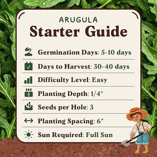 Seedboy Organic Non-GMO Herb Seeds for Planting (Slow Bolt Arugula) - Image 6