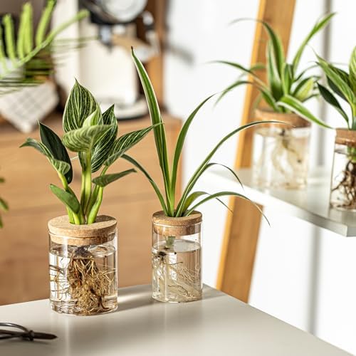 Glass Plant Propagation Stations for Plants – Set of 12(6 Large & 6 Small) Hydroponic Vases for Plant Cuttings,Flower Arrangements, Home & Office Decor–Desktop Vases for Living Room, Bedroom (12) - Image 7