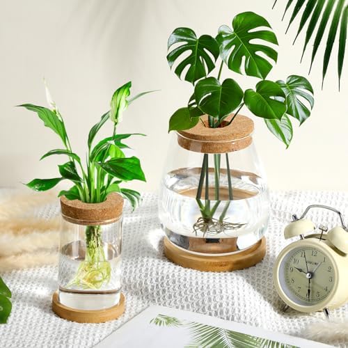 Honeydak 6 Pcs Plants Propagation Stations Desktop Glass Propagation Vases - Image 2