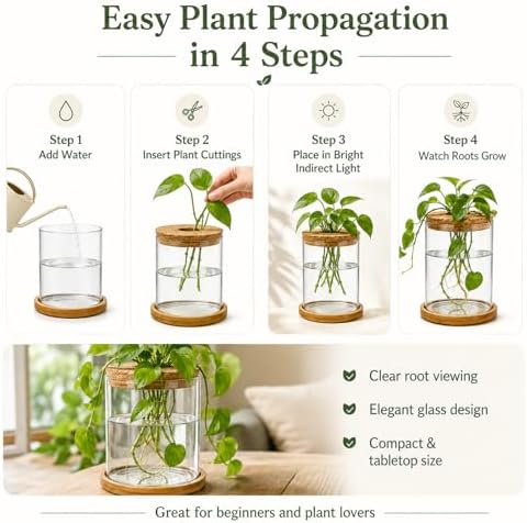 Glass Plant Propagation Stations, 2PCS - Image 4