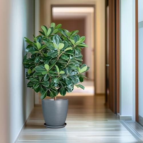 10 Inch Ceramic Planter Round Plant Pots for Plants Indoor Outdoor Glaze Large Flower Pot with Drainage Hole and Saucer Gray - Image 2