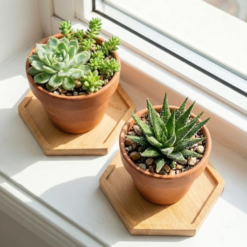 HOIGON 30 Pack Bamboo Coasters, 4 Inch Natural Wooden Coasters, Hexagonal Bamboo Tray Saucer Set for Drinks, Crafts, Succulents - Image 5