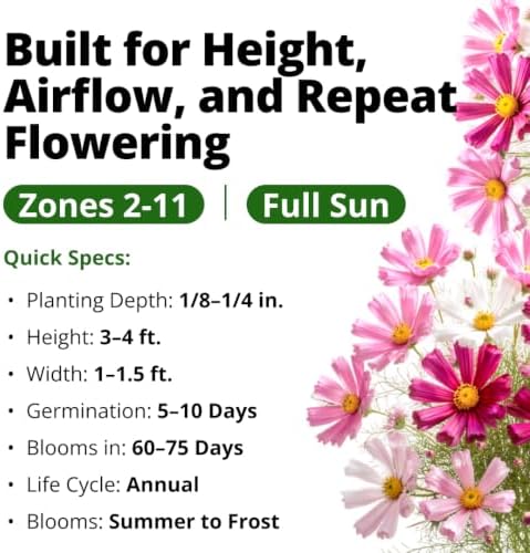 HOME GROWN Sea Shells Cosmos Seeds, 600 Seeds, Cosmos bipinnatus - Image 3