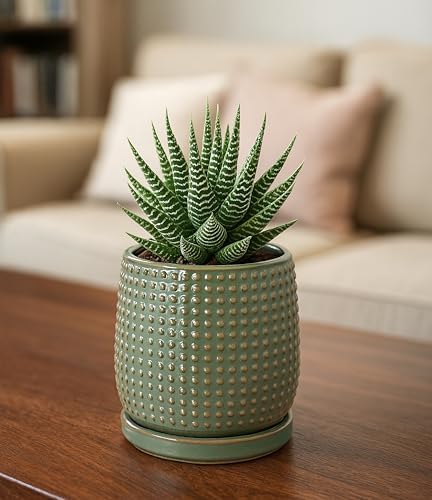 D'vine Dev Beaded Ceramic Pot with Saucer, 4 in, Olive, 27-C-Z-0 - Image 5