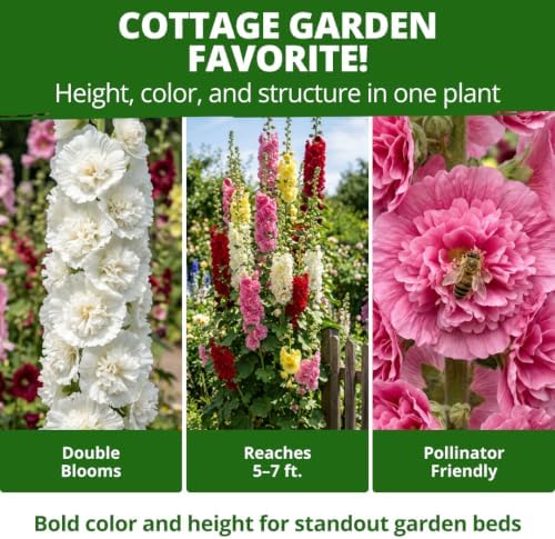HOME GROWN Hollyhock Summer Carnival Mix 3000 Flower Seeds Alcea rosea - Image 4