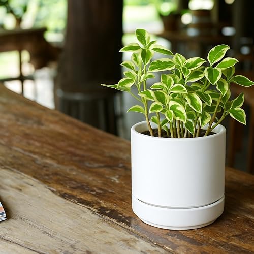 D'vine Dev 4.7 Inch Ceramic Planter Pot, White, 94-O-B-1 - Image 6