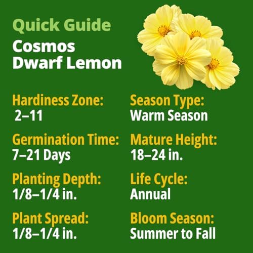 HOME GROWN Cosmos Seeds, Dwarf Lemon, 300 Seeds, Cosmos sulphureus - Image 2