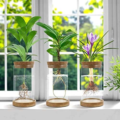 Plant Propagation Stations 3 Pack Plant Terrarium, Propagation Jars Glass Hydroponic Vases for Indoor Plants, Desktop Glass Plant Pot with Lid & Wooden Stand Gardening Gifts for Women Mom Plant Lovers - Image 3