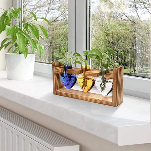Plant Terrarium Propagation Stations Hydroponics - Image 6