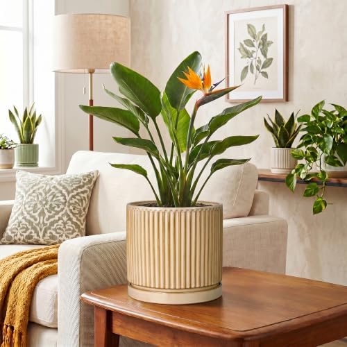 8 Inch Flower Pot, Ceramic Planters, Round Plant Pot, Beige - Image 6