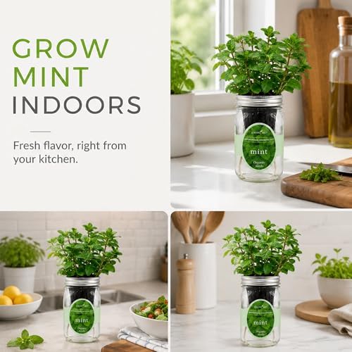 Hydroponic Herb Growing Kit, Self-Watering Mason Jar Herb Garden Starter Kit Indoor, Window Herbs Garden, Grow Your Own Herbs from Organic Seeds (Mint) - Image 6