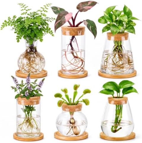 Honeydak 6 Pcs Plants Propagation Stations Planter Terrariums with Wooden Lid and Bamboo Stand Sphere Glass Propagation Vases for Plant Growing Hydroponic Home Office Tabletop Decoration by Honeydak