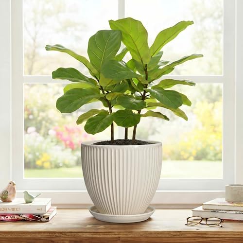 Ceramic Flower Pots, 8 Inch Plant Pot with Drainage Hole and Saucer, Modern Planters for Indoor Plants, Round Indoor Pots for Plants, Office Home Decor, Plant Lover Gifts, Cream White - Image 7