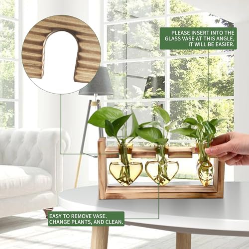 Plant Terrarium Propagation Stations Hydroponics - Image 2
