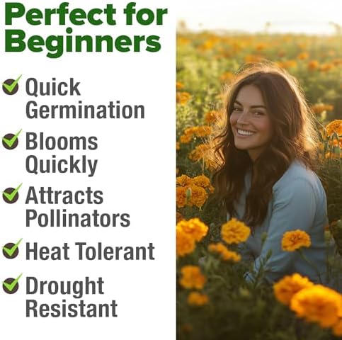 HOME GROWN Crackerjack African Marigold Seeds, 5,600+ Seeds, Tagetes erecta - Image 4
