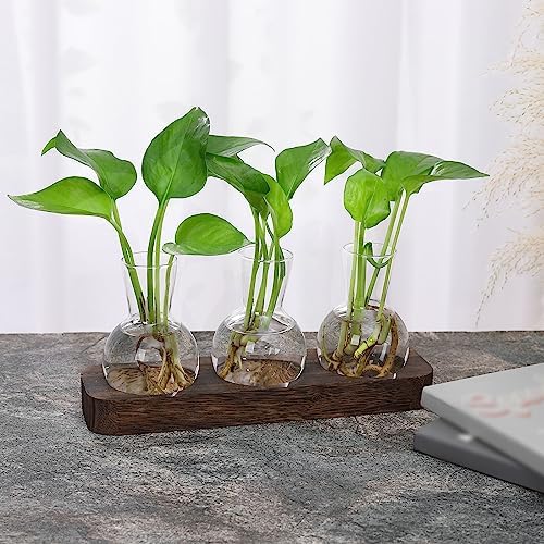 YIBOT Plant Propagation Station, Desktop Glass 3 Bulb Vase Brown Wood Tray - Image 5