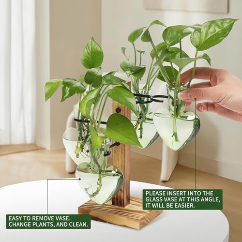 Plant Terrarium Propagation Stations with Wooden Stand - Image 3