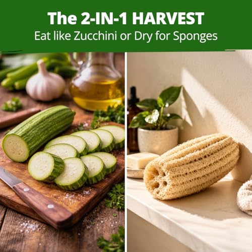 HOME GROWN Luffa Loofah Gourd Seeds, 40 Seeds, Luffa aegyptiaca - Image 2