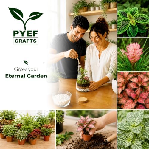 Terrarium Kit, Succulents & Indoor Plants Set DIY - Image 7