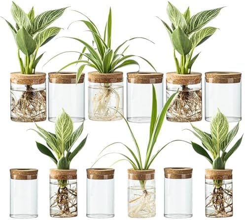 Glass Plant Propagation Stations for Plants – Set of 12(6 Large & 6 Small) Hydroponic Vases for Plant Cuttings,Flower Arrangements, Home & Office Decor–Desktop Vases for Living Room, Bedroom (12) by wangsdjy