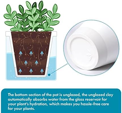 D'vine Dev Self-Watering White Terracotta Planter, 4 in, 2-Pack, 37-Y-A-2 - Image 4