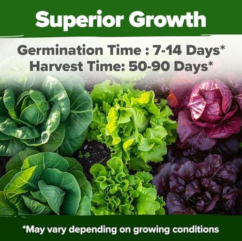 HOME GROWN 8 Lettuce Variety Mix 9000+ Vegetable Seeds Lactuca Sativa - Image 4